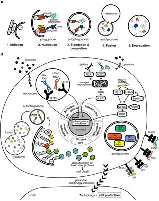 Autophagy-Virus Interplay: From Cell Biology to Human Disease